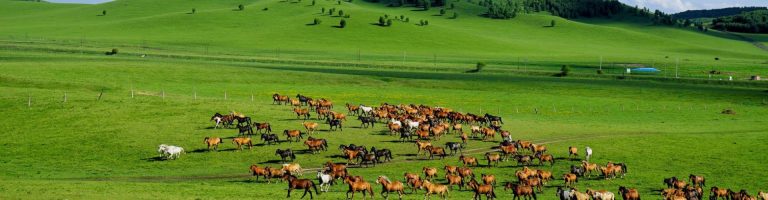 Ulan Butong Grassland Trip
