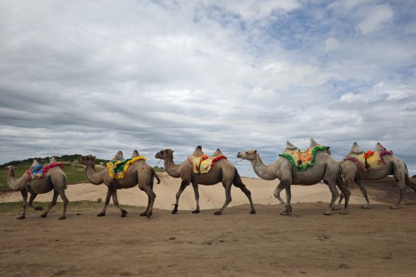camel riding