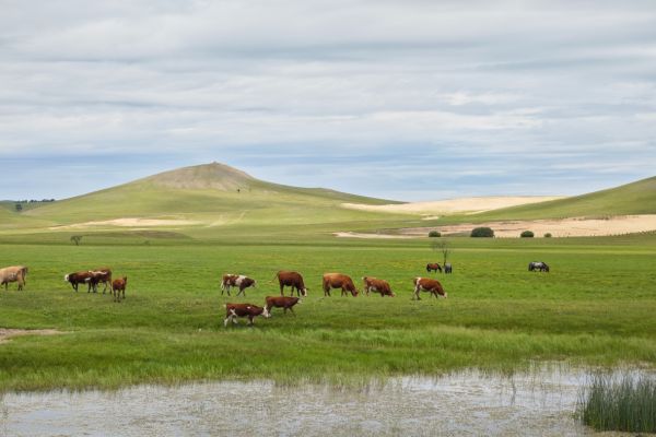 horses