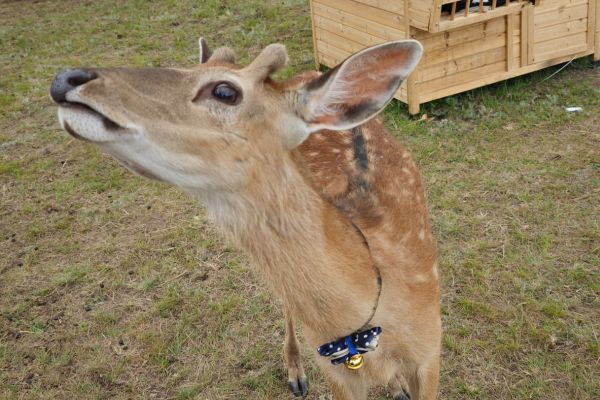 pet a sika deer