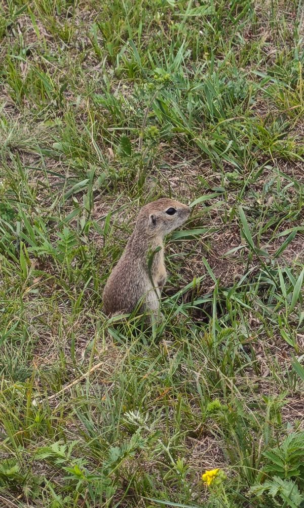 Groundhog