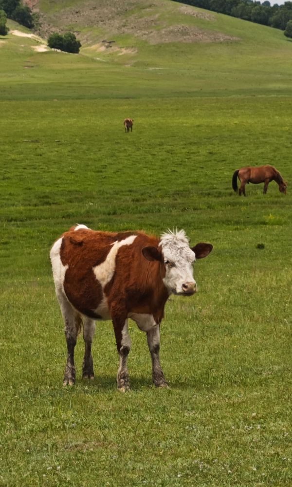 cow